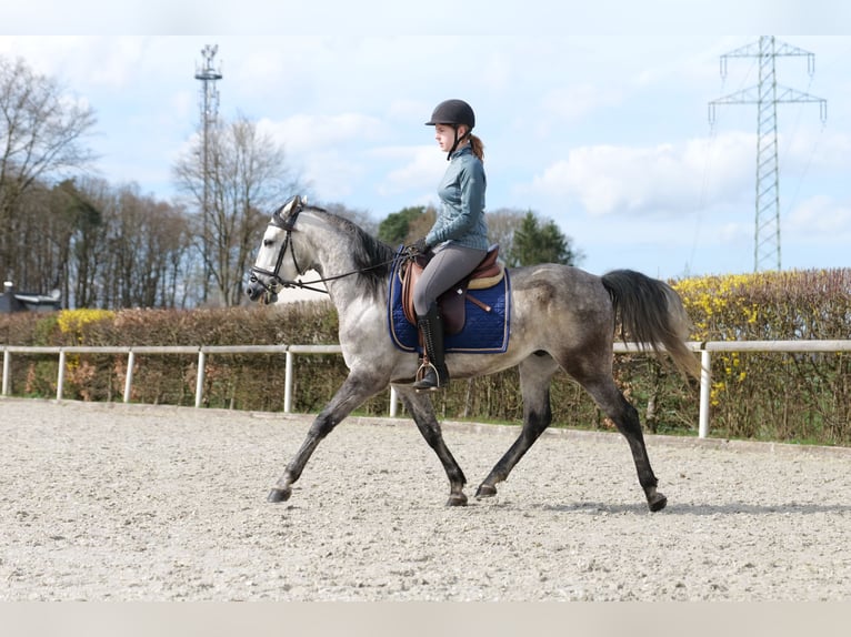Andalusian Gelding 6 years 15,1 hh Gray-Dapple in Neustadt (Wied)
