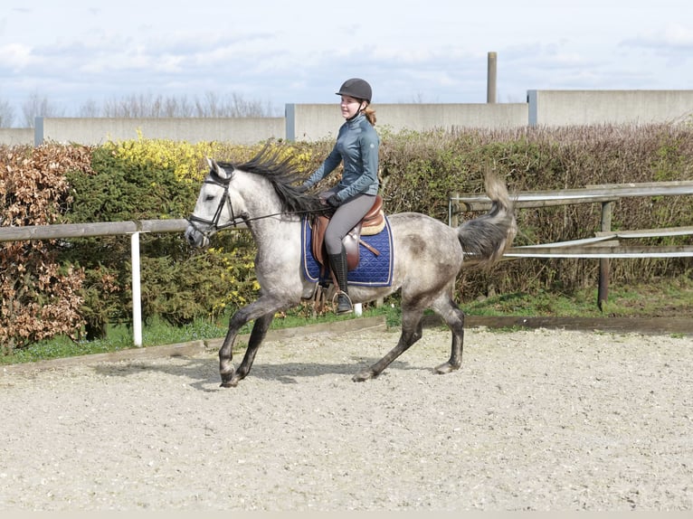 Andalusian Gelding 6 years 15,1 hh Gray-Dapple in Neustadt (Wied)