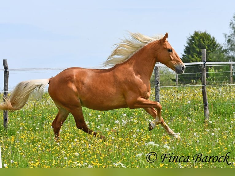 Andalusian Gelding 6 years 15.1 hh Palomino in Wiebelsheim