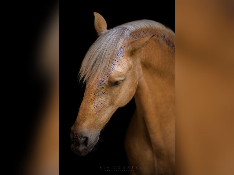 Andalusian Mix Gelding 6 years 15,1 hh Palomino in Wustermark