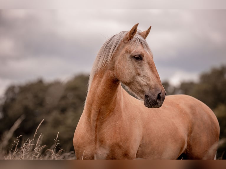 Andalusian Mix Gelding 6 years 15,1 hh Palomino in Wustermark