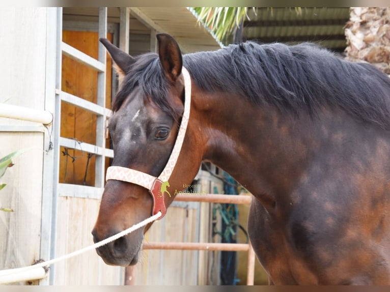 Andalusian Gelding 6 years 15.2 hh Bay-Dark in Provinz Malaga
