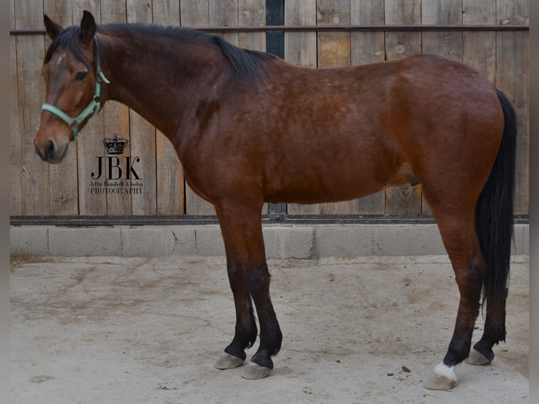 Andalusian Gelding 6 years 15,2 hh Brown in Tabernas Almeria