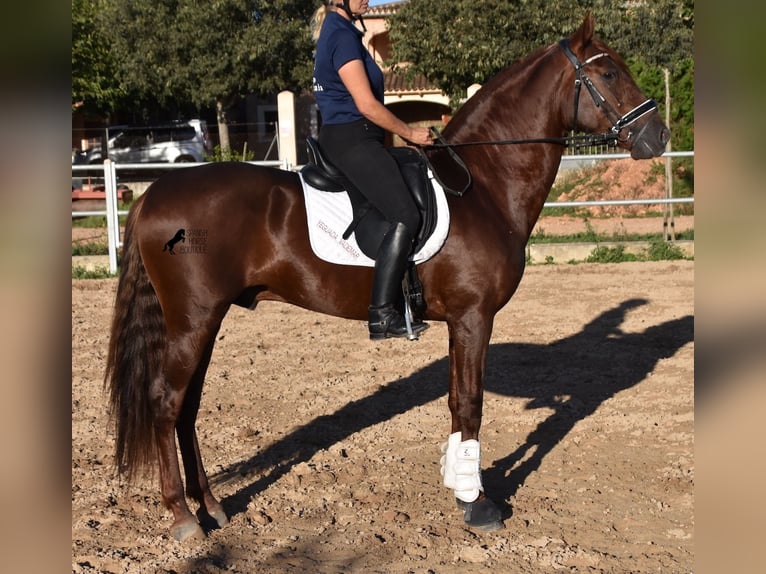Andalusian Gelding 6 years 15,2 hh Chestnut-Red in Mallorca