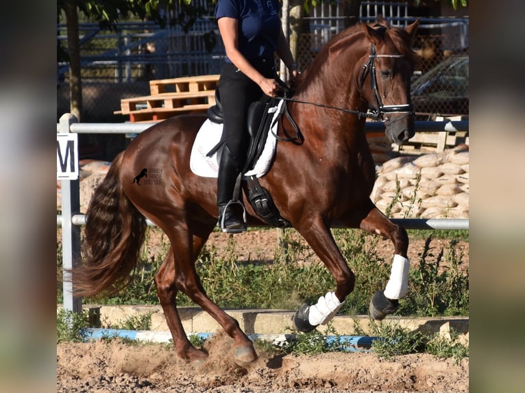 Andalusian Gelding 6 years 15,2 hh Chestnut-Red in Mallorca