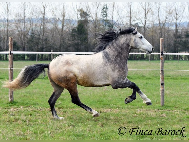 Andalusian Gelding 6 years 15.2 hh Grey in Wiebelsheim