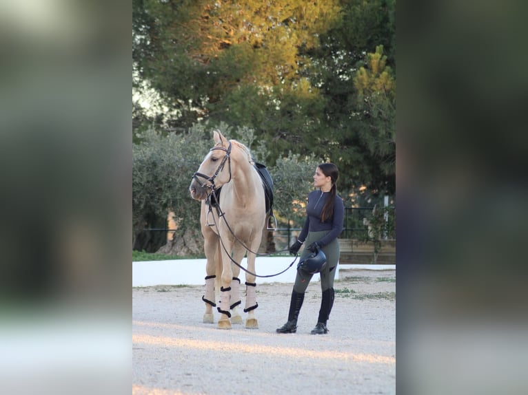 Andalusian Gelding 6 years 15,2 hh Palomino in Martfeld