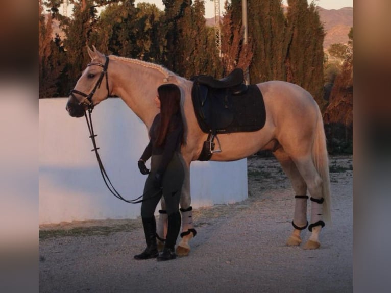 Andalusian Gelding 6 years 15,2 hh Palomino in Martfeld