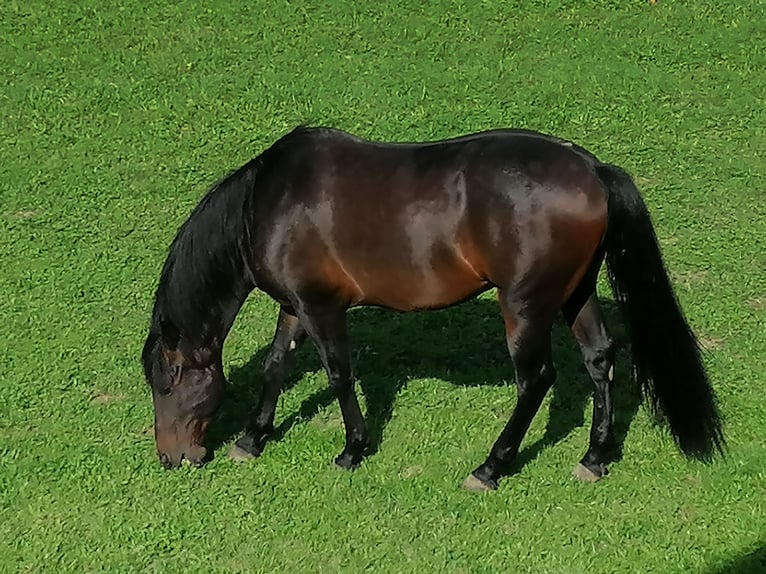 Andalusian Mix Gelding 6 years 15,3 hh Bay-Dark in Langenbruck