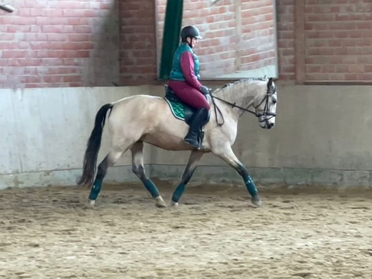 Andalusian Mix Gelding 6 years 15,3 hh Dun in Minden