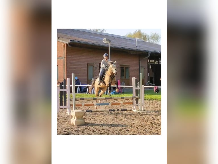 Andalusian Mix Gelding 6 years 15,3 hh Dun in Minden