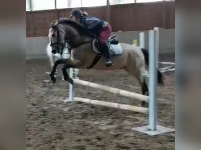 Andalusian Mix Gelding 6 years 15,3 hh Dun in Minden