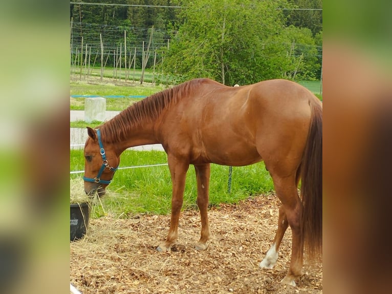 Andalusian Gelding 6 years 15 hh Chestnut-Red in Landshut