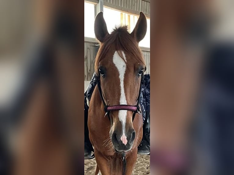 Andalusian Gelding 6 years 15 hh Chestnut-Red in Landshut