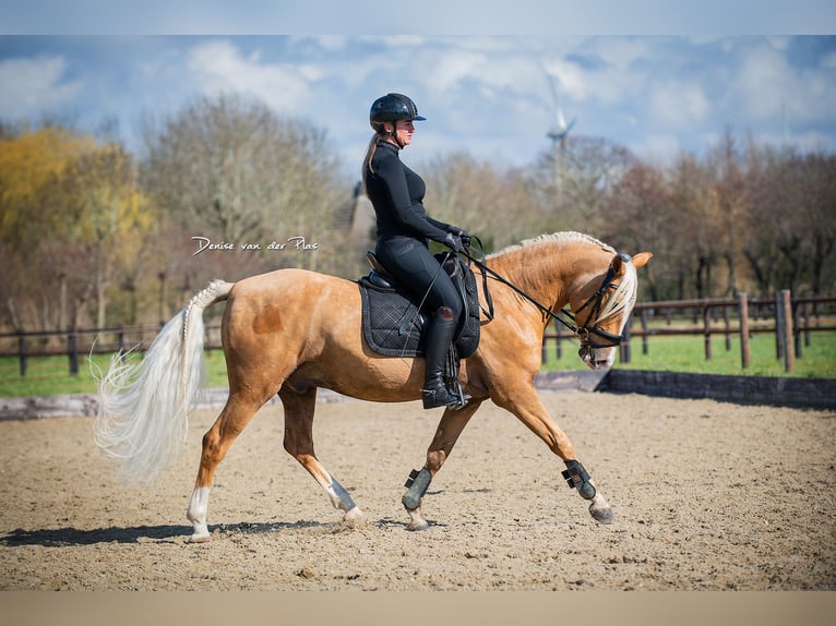 Andalusian Gelding 6 years 15 hh Palomino in Rotterdam