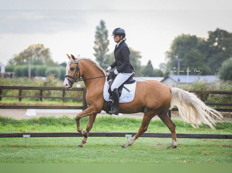 Andalusian Gelding 6 years 15 hh Palomino in Rotterdam