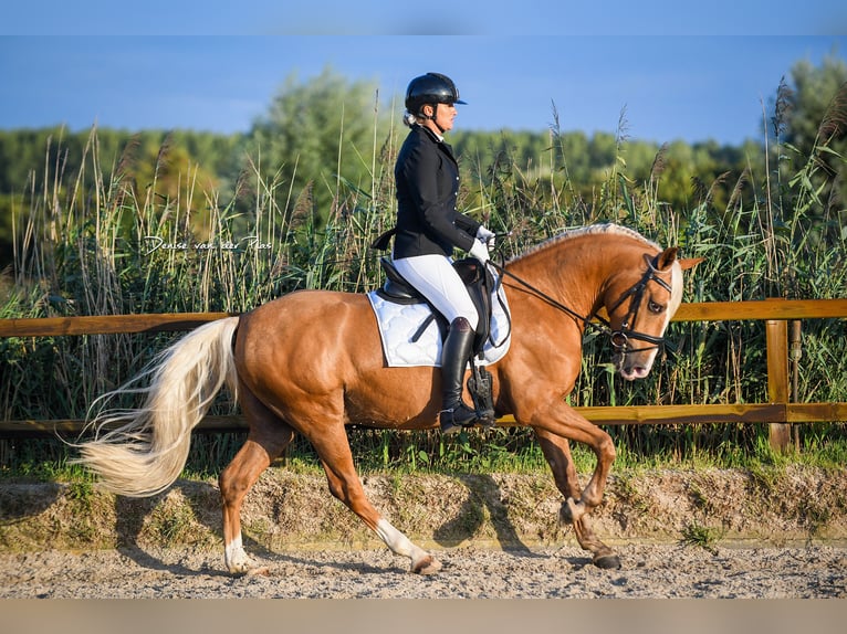 Andalusian Gelding 6 years 15 hh Palomino in Rotterdam