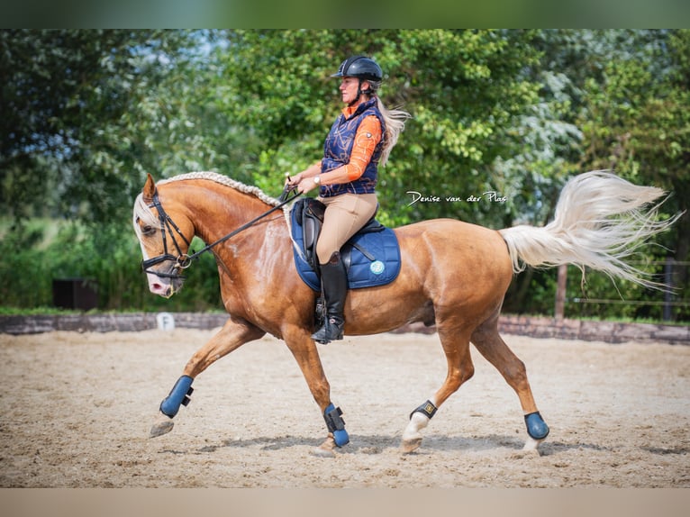 Andalusian Gelding 6 years 15 hh Palomino in Rotterdam