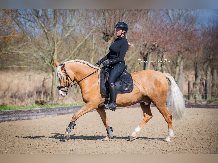 Andalusian Gelding 6 years 15 hh Palomino in Rotterdam