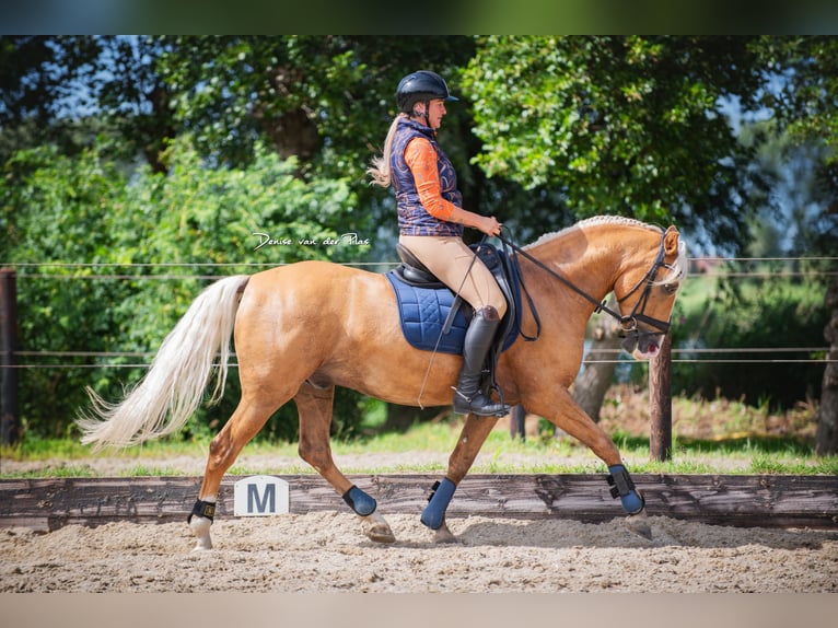 Andalusian Gelding 6 years 15 hh Palomino in Rotterdam