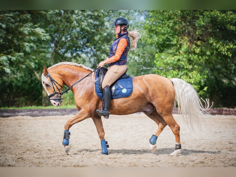 Andalusian Gelding 6 years 15 hh Palomino in Rotterdam