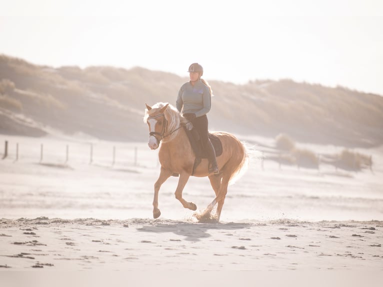 Andalusian Gelding 6 years 15 hh Palomino in Rotterdam