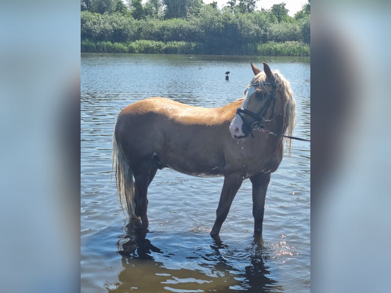 Andalusian Gelding 6 years 15 hh Palomino in Rotterdam