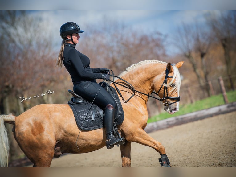 Andalusian Gelding 6 years 15 hh Palomino in Rotterdam