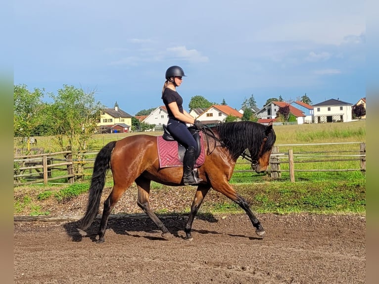 Andalusian Mix Gelding 6 years 15,1 hh Brown in Karlshuld