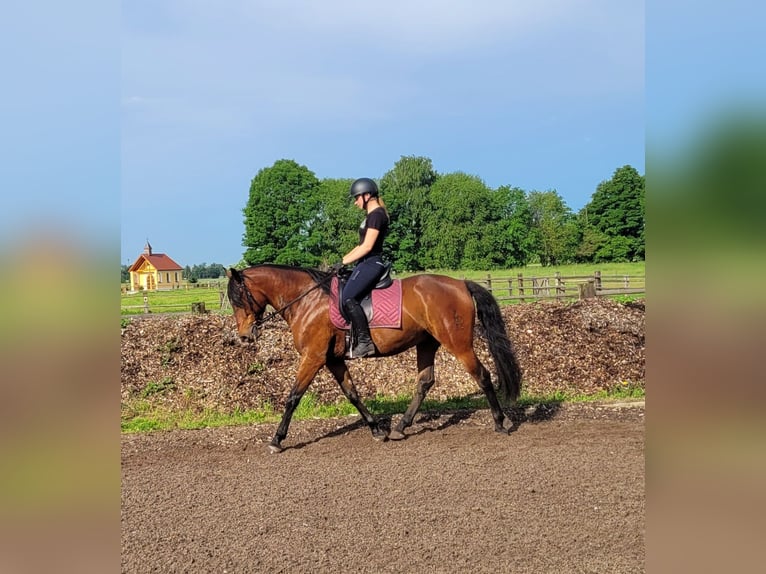 Andalusian Mix Gelding 6 years 15,1 hh Brown in Karlshuld