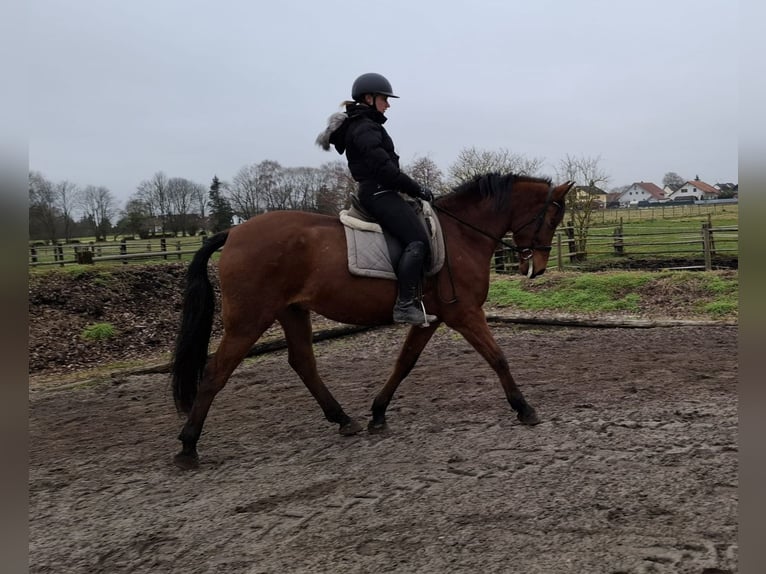 Andalusian Mix Gelding 6 years 15,1 hh Brown in Karlshuld