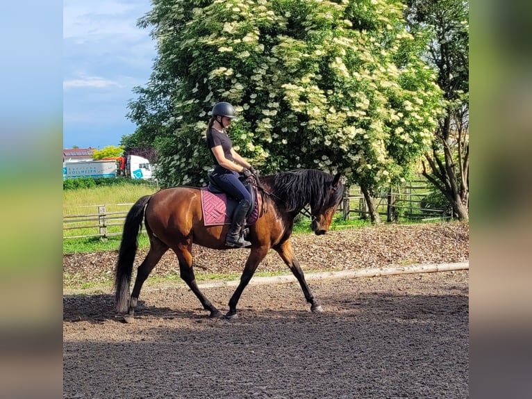 Andalusian Mix Gelding 6 years 15,1 hh Brown in Karlshuld