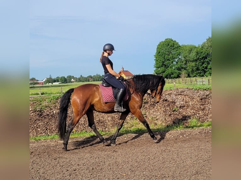 Andalusian Mix Gelding 6 years 15,1 hh Brown in Karlshuld