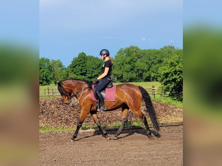 Andalusian Mix Gelding 6 years 15,1 hh Brown in Karlshuld
