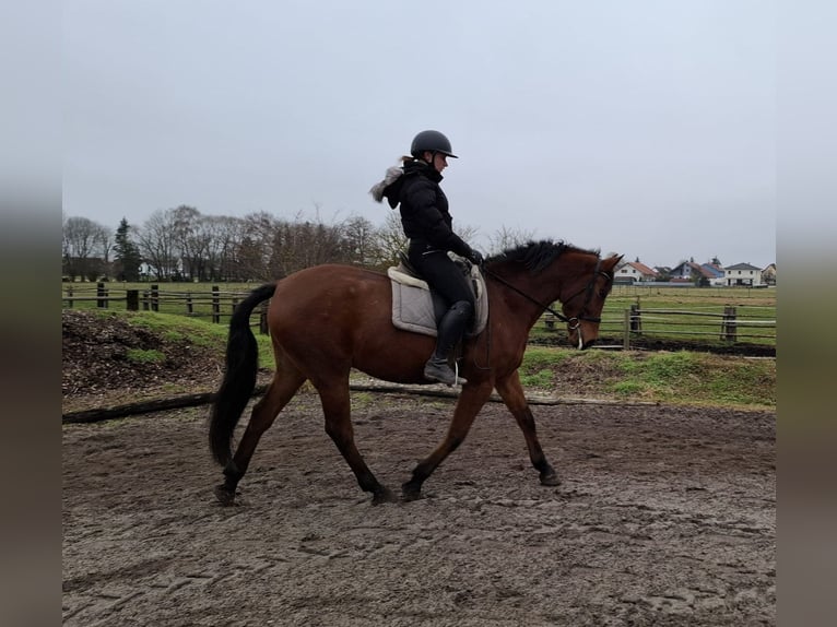 Andalusian Mix Gelding 6 years 15,1 hh Brown in Karlshuld
