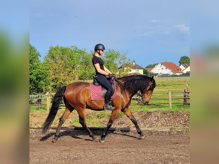 Andalusian Mix Gelding 6 years 15,1 hh Brown in Karlshuld