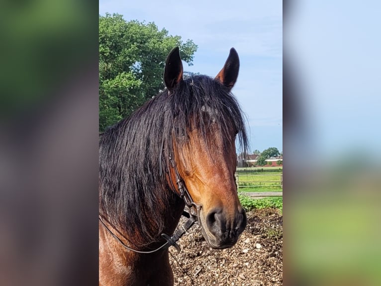 Andalusian Mix Gelding 6 years 15,1 hh Brown in Karlshuld