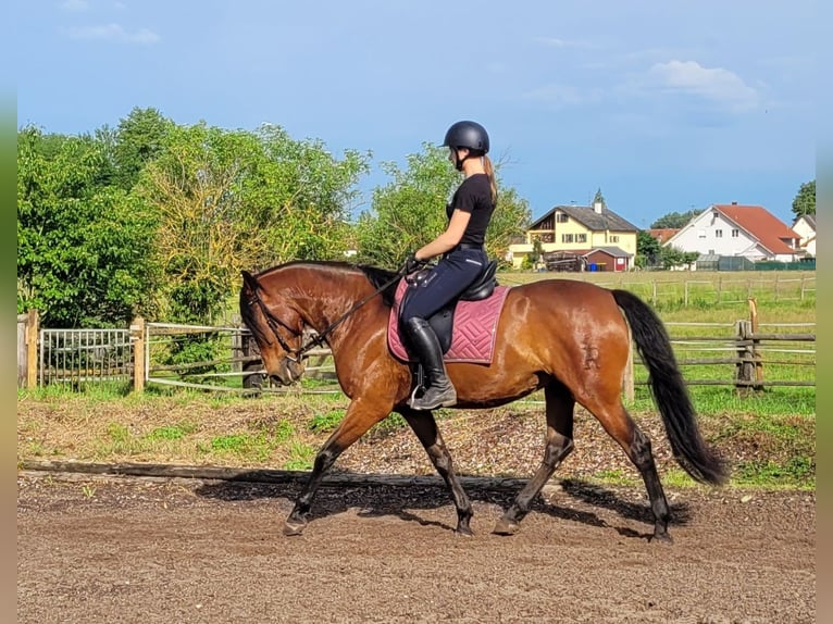 Andalusian Mix Gelding 6 years 15,1 hh Brown in Karlshuld