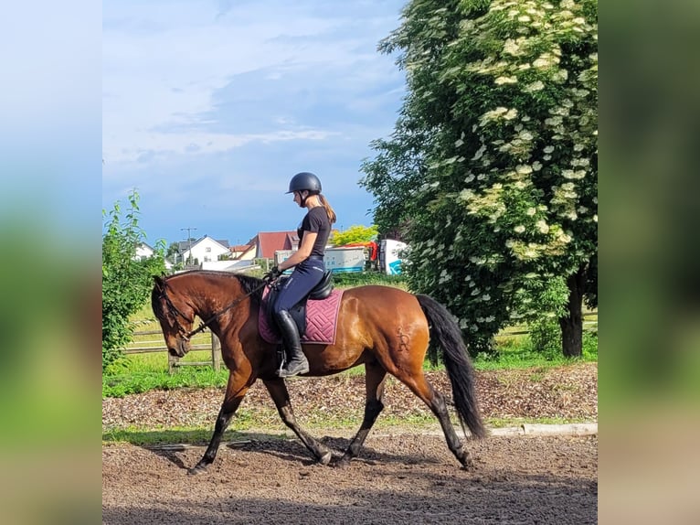 Andalusian Mix Gelding 6 years 15,1 hh Brown in Karlshuld