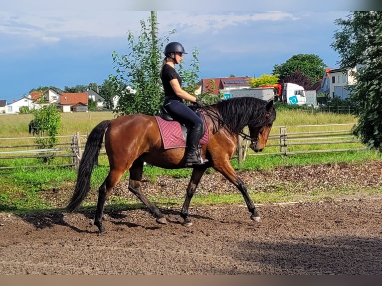 Andalusian Mix Gelding 6 years 15,1 hh Brown in Karlshuld
