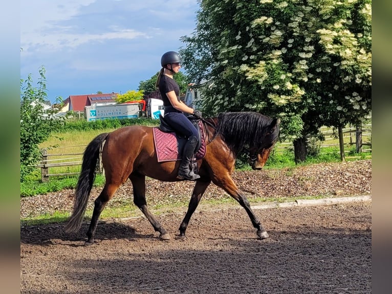 Andalusian Mix Gelding 6 years 15,1 hh Brown in Karlshuld