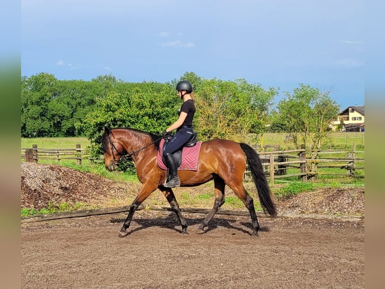 Andalusian Mix Gelding 6 years 15,1 hh Brown in Karlshuld