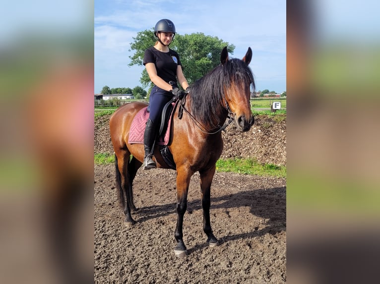 Andalusian Mix Gelding 6 years 15,1 hh Brown in Karlshuld