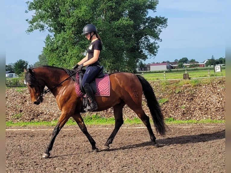 Andalusian Mix Gelding 6 years 15,1 hh Brown in Karlshuld