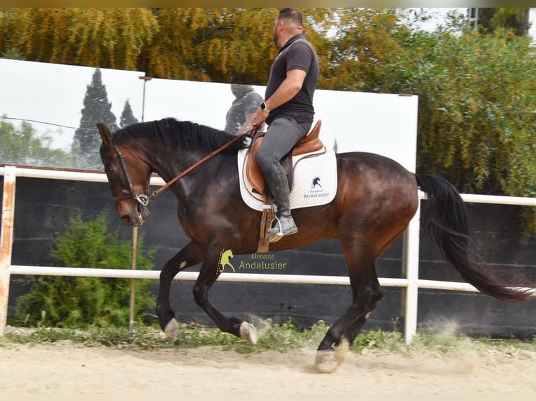 Andalusian Gelding 6 years 15,2 hh Bay-Dark in Provinz Malaga