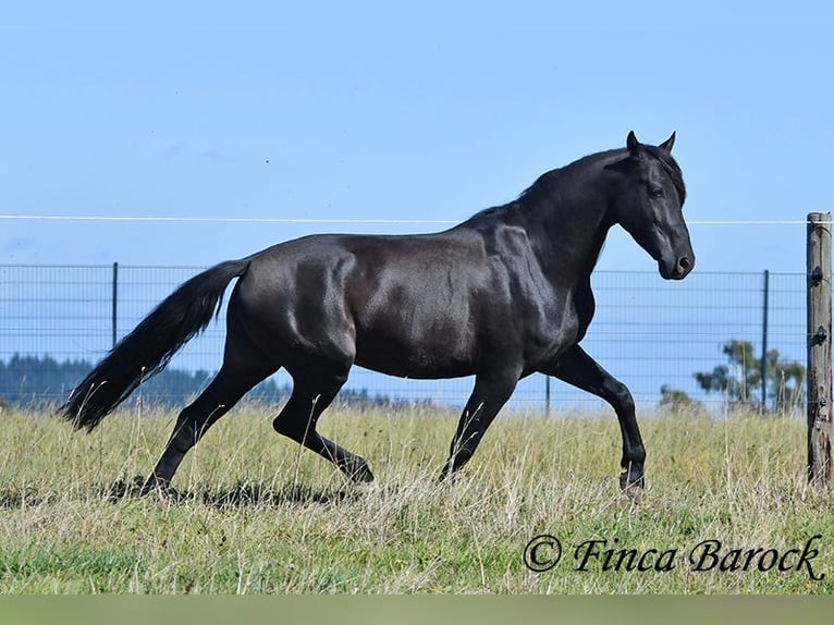 Andalusian Gelding 6 years 15,2 hh Black in Wiebelsheim