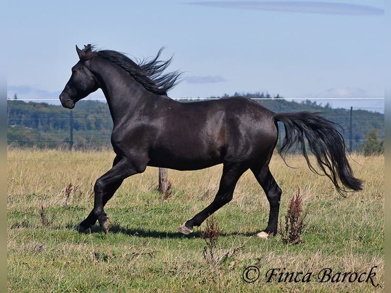 Andalusian Gelding 6 years 15,2 hh Black in Wiebelsheim