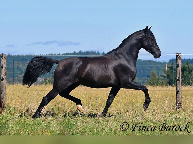 Andalusian Gelding 6 years 15,2 hh Black in Wiebelsheim