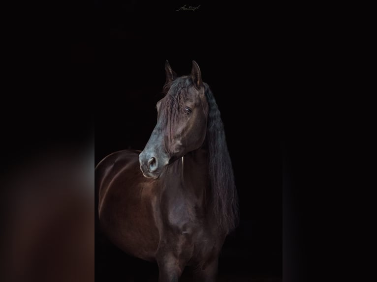 Andalusian Gelding 6 years 15,2 hh Black in Wiebelsheim