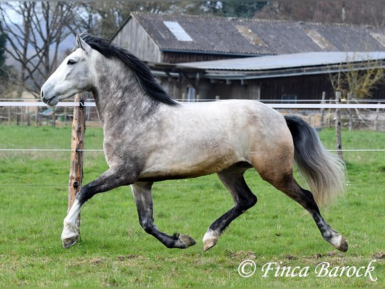 Andalusian Gelding 6 years 15,2 hh Grey in Wiebelsheim